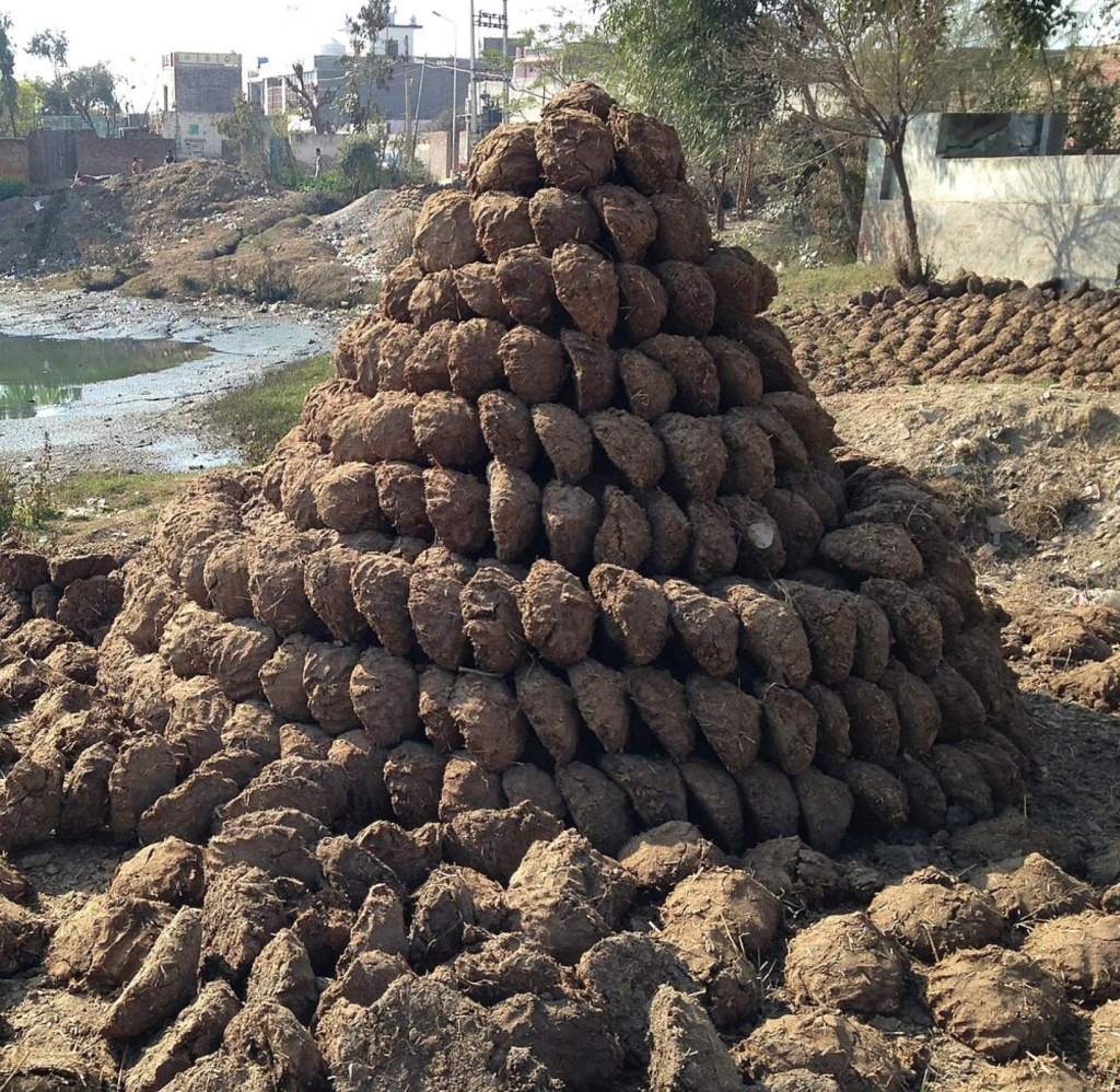 Estiércol seco en India