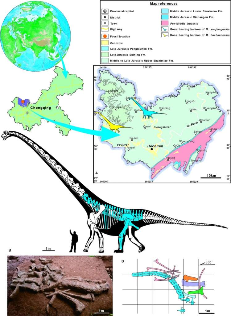 Contexto geográfico y geológico del yacimiento donde se halló Mamenchisaurus sanjiangensis, incluyendo el mapa regional, la posición del espécimen en el campo y la distribución de los elementos fósiles recuperados.
Créditos: Scientific Reports.