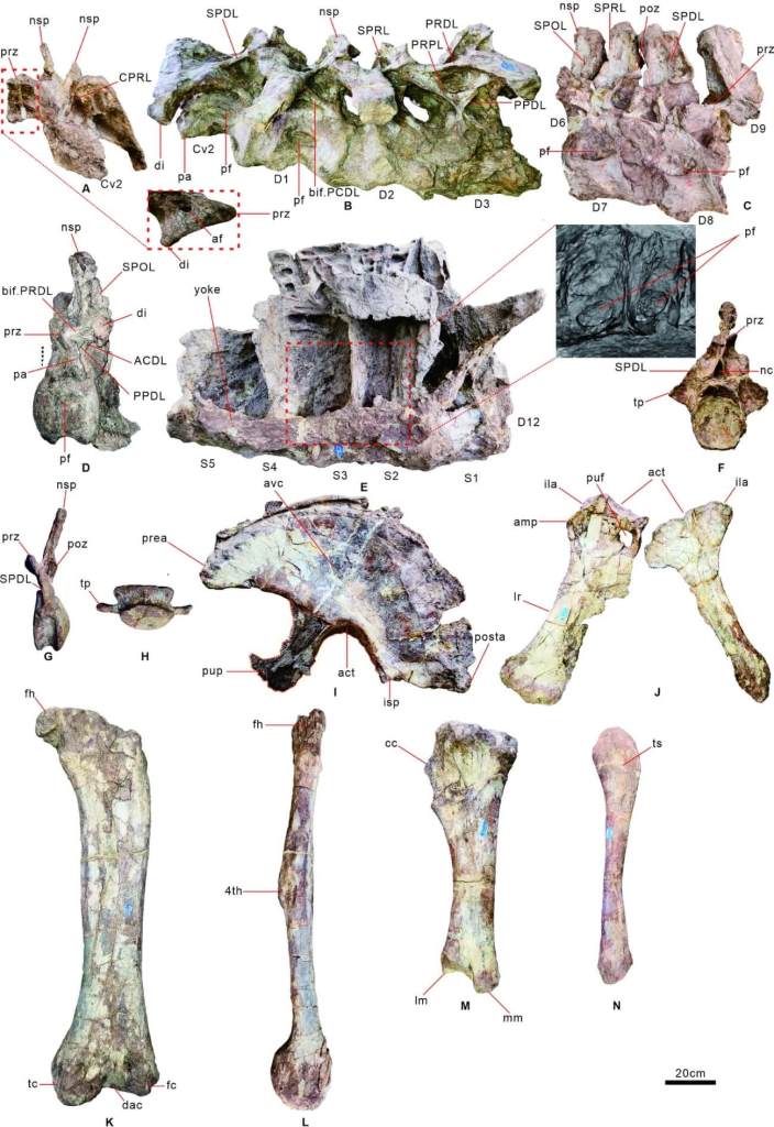 Anatomía esquelética de Mamenchisaurus sanjiangensis sp. nov., con vistas detalladas de vértebras cervicales, dorsales, sacras y caudales, además de elementos de la pelvis y del miembro posterior que permiten identificar los rasgos distintivos de la nueva especie.
Créditos: Scientific Reports.