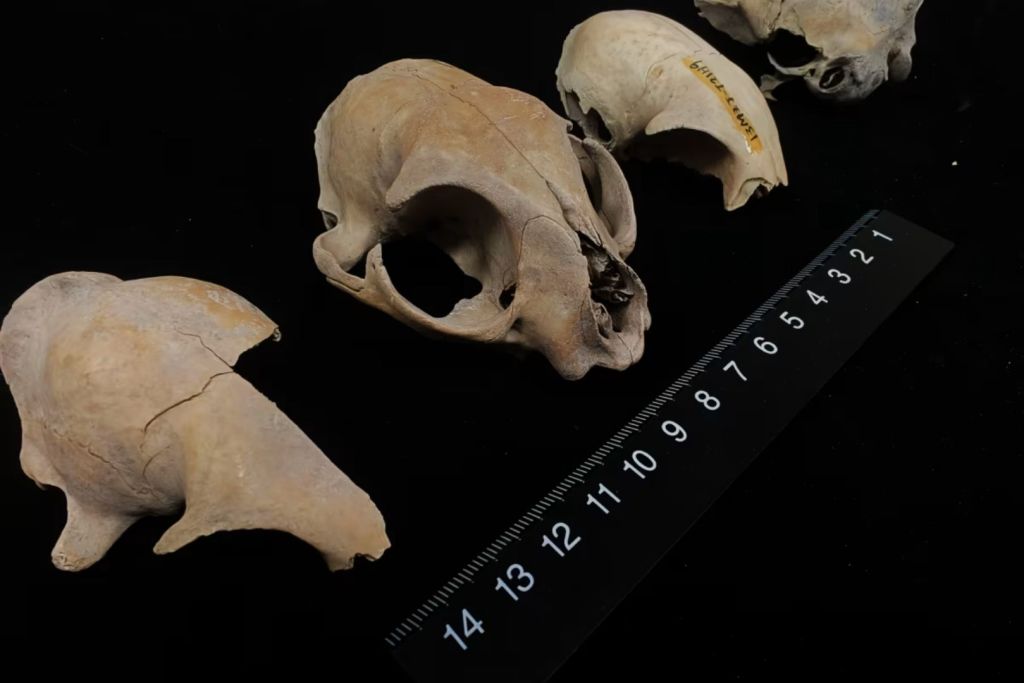 Varios cráneos de gatos asociados a la domesticación han aparecido en las excavaciones del yacimiento de Xitucheng, en China