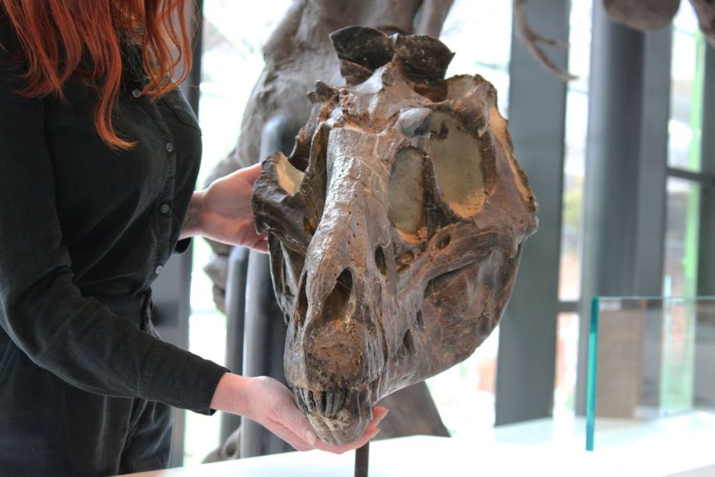 El cráneo de Nanotyrannus hallado en 1942, expuesto en Cleveland, conservaba un hueso de la garganta que permitió demostrar que el animal era adulto, no juvenil