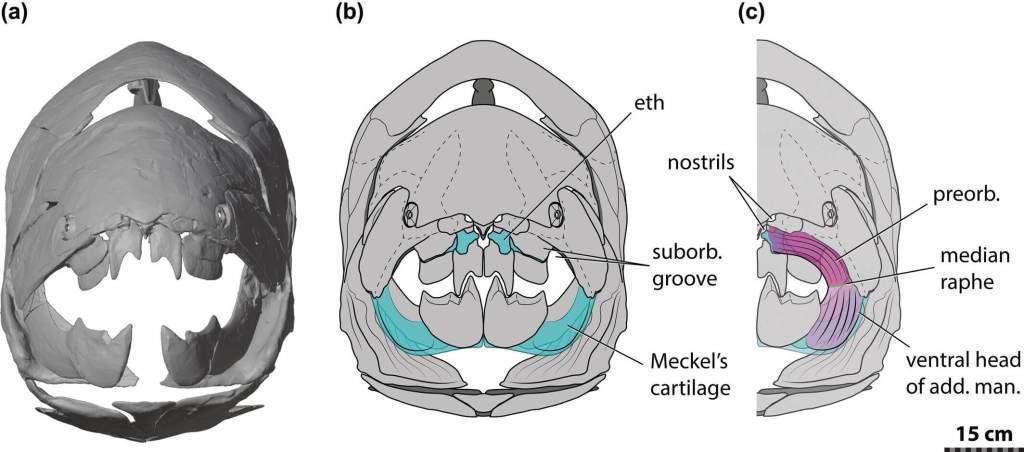 Vista anterior del espécimen retrodeformado de Dunkleosteus terrelli (CMNH 6090), con escaneo 3D, corrección anatómica y reconstrucción muscular que revela la profundidad natural del surco suborbital.
Créditos: The Anatomical Record