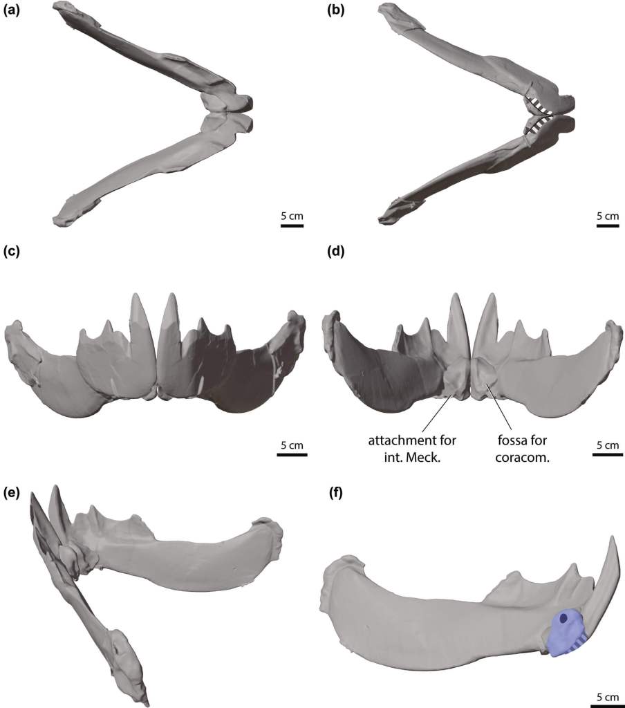 Modelos digitales del infragnátalo izquierdo de Dunkleosteus terrelli (CMNH 7054) con el mentomandibular reposicionado, mostrando su anatomía en múltiples vistas y el facetado sinfisario destacado en azul.
Créditos: The Anatomical Record