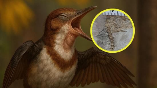 El ave fósil que murió asfixiada por piedras, y cuya causa sigue siendo un misterio