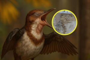 Descubren el fósil de un ave que murió asfixiada por cientos de piedras que intentó regurgitar: los expertos intentan averiguar por qué