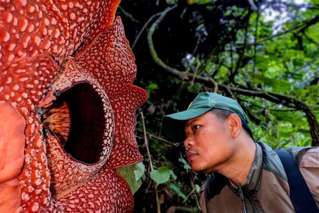 Deki es un apasionado conservacionista que ha dedicado gran parte de su vida a localizar plantas difíciles de encontrar