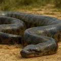 Las anacondas alcanzaron su tamaño colosal hace 12 millones de años y no han cambiado desde entonces
