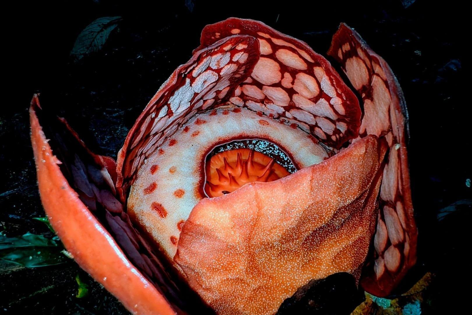 Un grupo de investigadores logró presenciar la inusual floración de una especie extremadamente rara en plena selva de Sumatra
