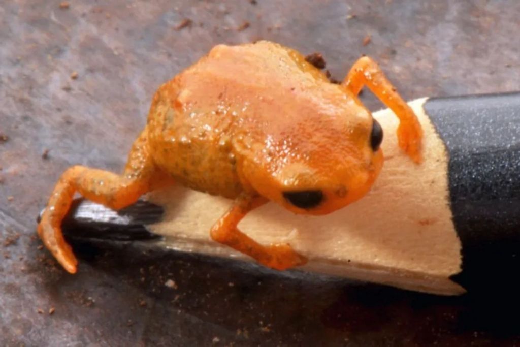 La diminuta rana naranja recién identificada como Brachycephalus lulai