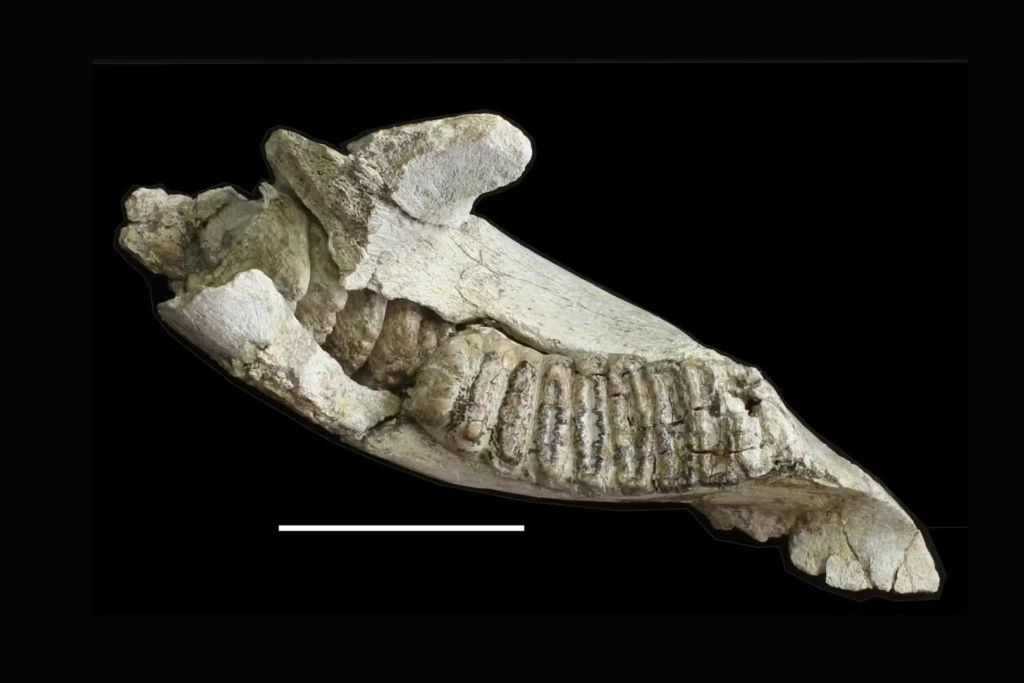 Mandíbula y molar con crestas de un Stegodon florensis florensis adulto, el ancestro de gran tamaño del elefante enano Stegodon florensis insularis