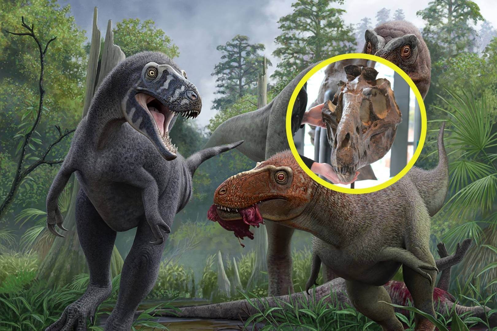 Nanotyrannus lancensis fue un depredador de pequeño tamaño que habitó en el Cretácico tardío y, según nuevos estudios, no era una cría de Tyrannosaurus rex como se pensaba