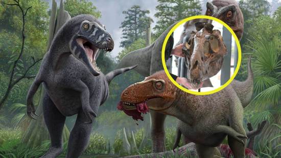 Nanotyrannus lancensis fue un depredador de pequeño tamaño que habitó en el Cretácico tardío y, según nuevos estudios, no era una cría de Tyrannosaurus rex como se pensaba