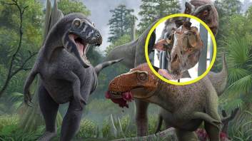 Nanotyrannus lancensis fue un depredador de pequeño tamaño que habitó en el Cretácico tardío y, según nuevos estudios, no era una cría de Tyrannosaurus rex como se pensaba