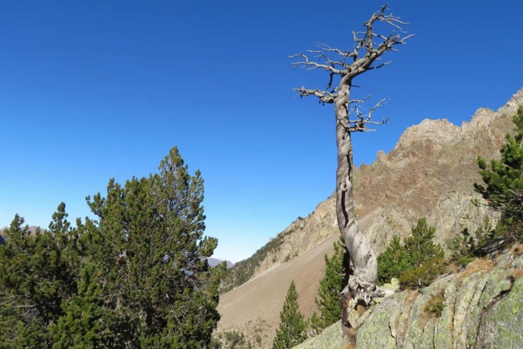 Los anillos de crecimiento de árboles en los Pirineos españoles revelan veranos anómalamente fríos en 1345, 1346 y 1347