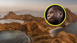 Un reciente estudio sugiere que el cambio en los patrones de lluvia pudo desencadenar la extinción de Homo floresiensis, la pequeña y misteriosa especie humana conocida como los “hobbits” de Indonesia